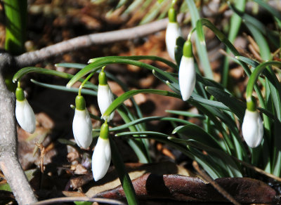 Snowdrops