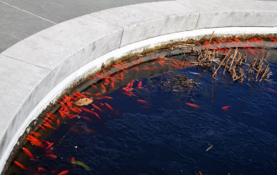 Goldfish in a Water Lily Pond