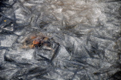 Frozen Water Lily Pond