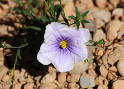 Nierembergia gracilis - Starry Eyes or Cup Flower