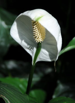 Peace Lily - Spathiphyllum