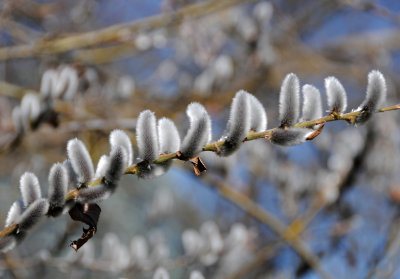 Pussy Willow Buds - Harbinger of Spring