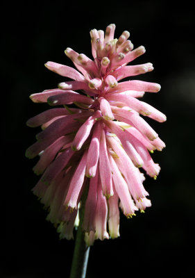 Kniphofia Poker or Torch Flower