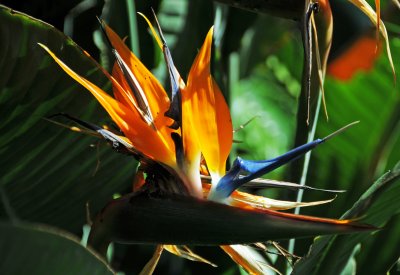 Strelitzia or Bird of Paradise
