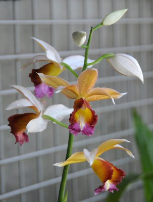 Orchid