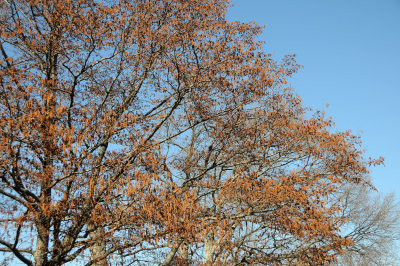 Birch or Betula
