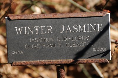 Winter Jasmine or Jasiminum nudiflorum