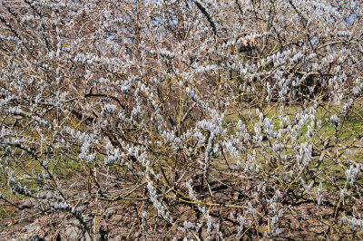 Pussy Willow or Salix