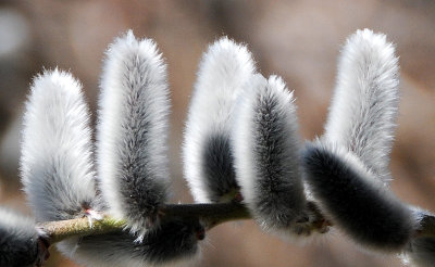 Pussy Willow or Salix