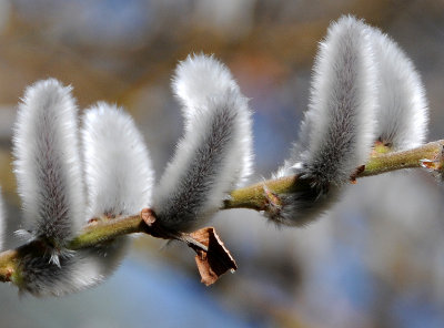 Pussy Willow or Salix