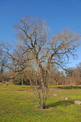 Pussy Willow or Salix