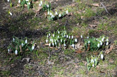 Snowdrops