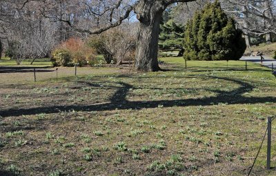 Snowdrops