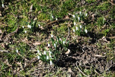 Snowdrops