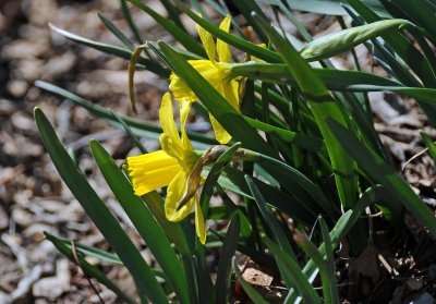 Daffodil