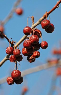 Crab Apple Fruit