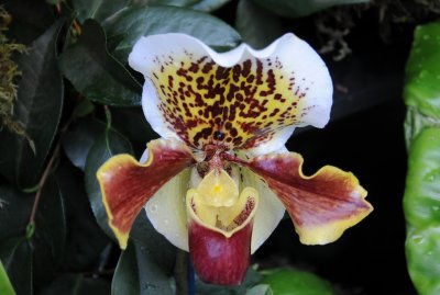 Orchid Show 2011