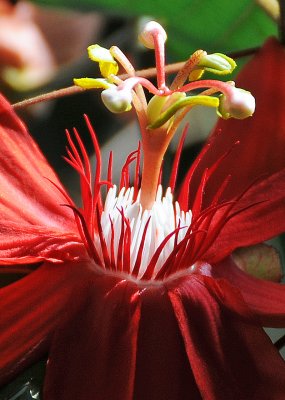 Passion Flower