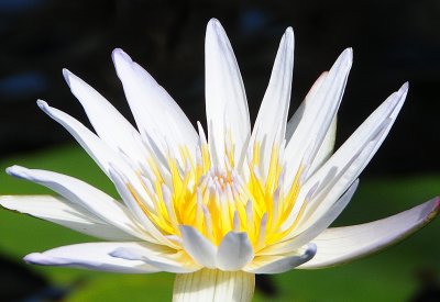 Orchid Show 2011 - Water Lily