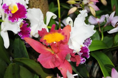 Orchid Show 2011