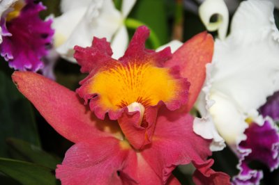 Orchid Show 2011
