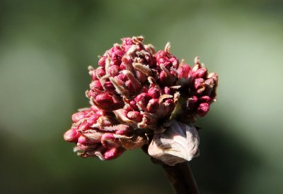 Viburnum Buds