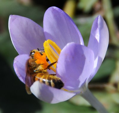 Childrens Adventure Garden - Crocus & Bee