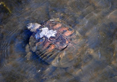 Wetland Turtle