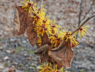 Wetland Witch Hazel