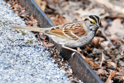 Wetland White Throated Sparrow