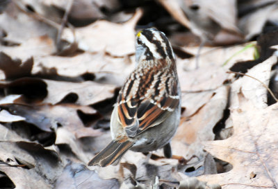 Wetland White Throated Sparrow