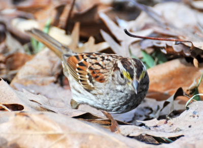 Wetland White Throated Sparrow