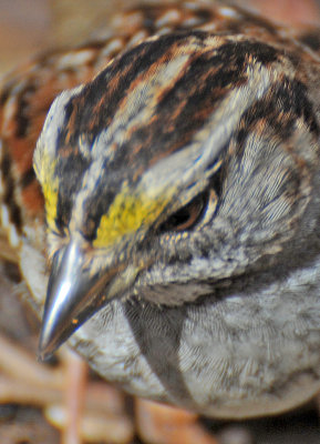 Wetland White Throated Sparrow