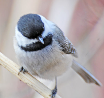 Wetland Chickadee