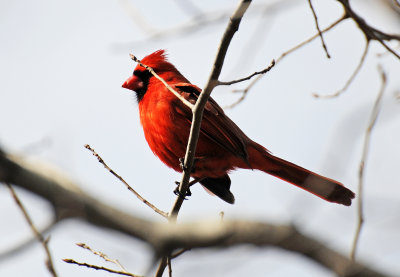 Wetland Cardinal