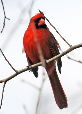 Wetland Cardinal