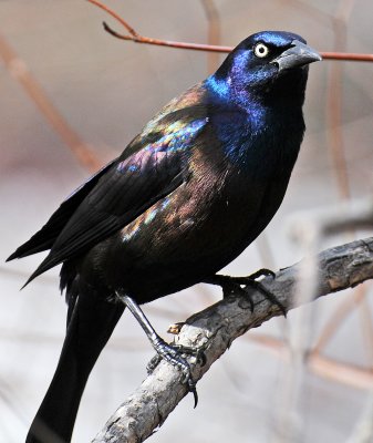 Wetland Grackle