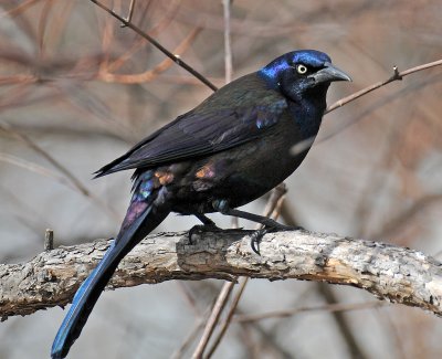 Wetland Grackle