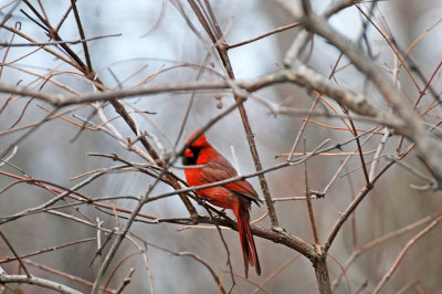 Wetland Cardinal