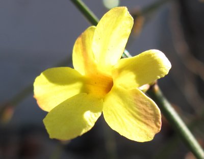 Winter Jasmine or Jasiminum nudiflorum