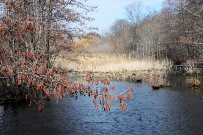 Wetland & Spring Catkins