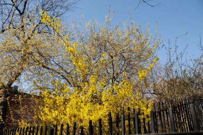 Forsythia & Pussy Willow Tree in Bloom