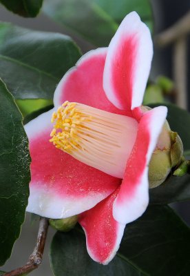 Bonsai - Camellia Blossom