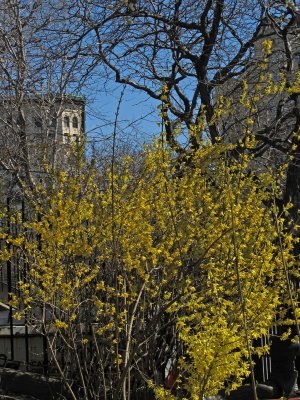 Forsythia Blossoms