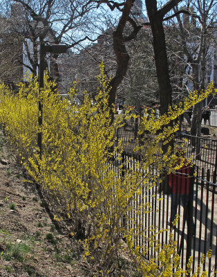 Forsythia Blossoms