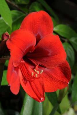 Red Amarylis Blossom