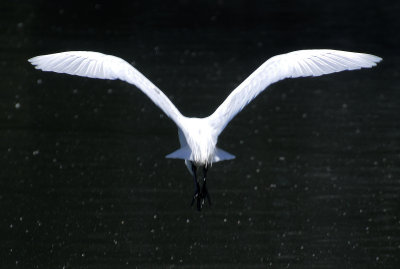 Snowy Egret