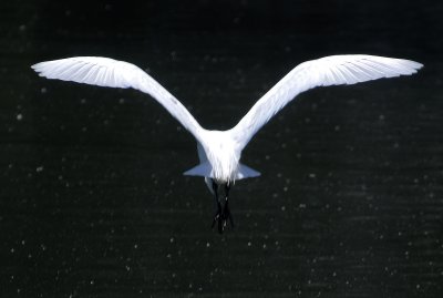 Starry Night - Snowy Egret Flight