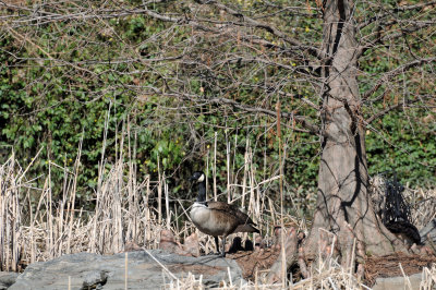 Canadian Goose