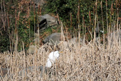 Snowy Egret